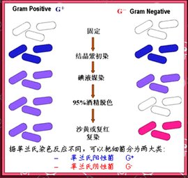 革兰氏染色法