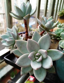 霜之朝景天科的多肉植物