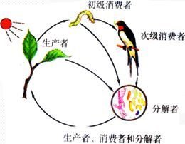 生物类群