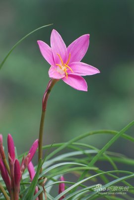 叶子像韭菜开粉色的花图片