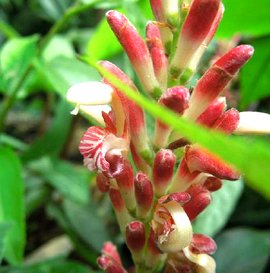 山姜词条信息最近更新者:吾等奶爸最近更新:2017-11