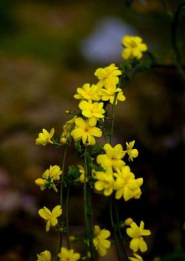 迎春花