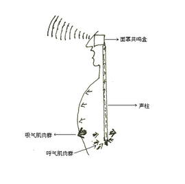 共鸣器官图片