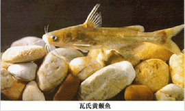 瓦氏黄颡鱼
