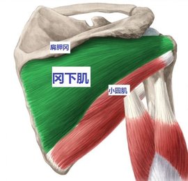小圆肌