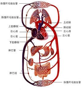 肺循环