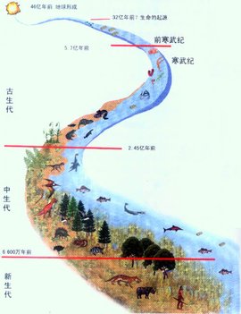 进化