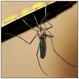 中华按蚊_360百科