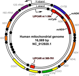 mtDNA_360百科