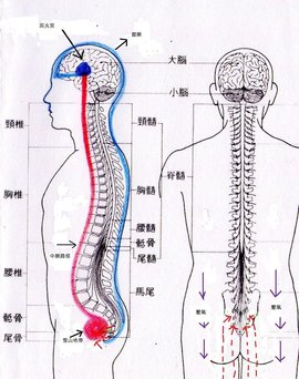命门(人体穴位名称)_360百科