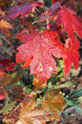 夕阳红美国红枫品种