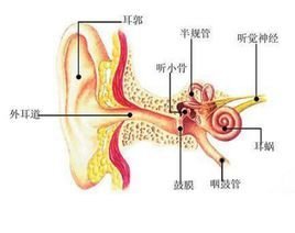 听觉器官