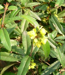 粉叶小檗_360百科