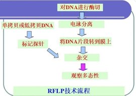 RFLP_360百科
