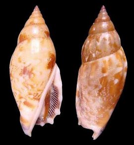 黑口燕子凤凰螺