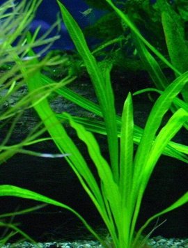 水兰(植物)_360百科