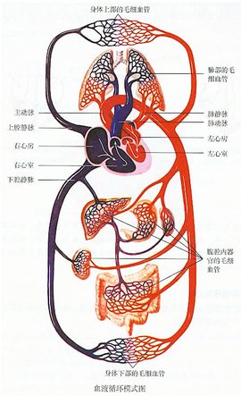 血液循环