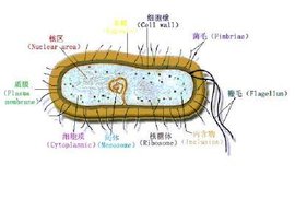 原核微生物
