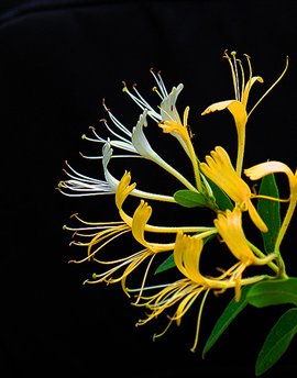 金银花