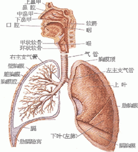 呼吸系统疾病