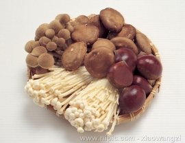 食用菌