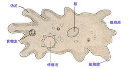 伪足