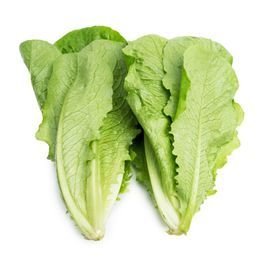 罗马生菜
