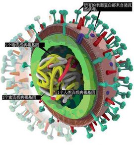 甲型流感病毒