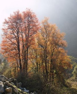 连香树