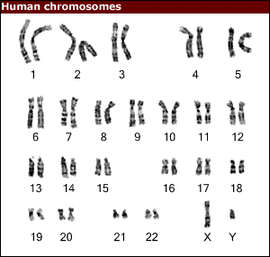人类基因组