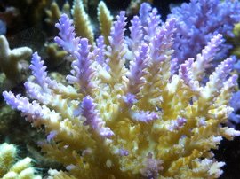 造礁珊瑚