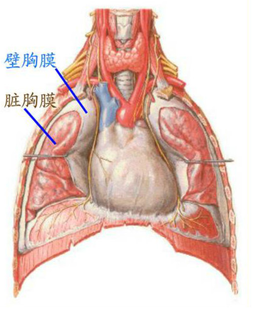 胸膜