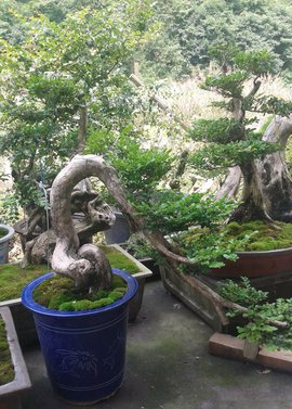 黄杨