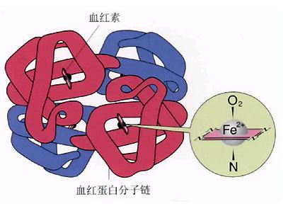 高铁血红蛋白图册_360百科