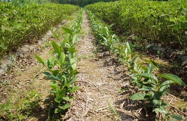 無性系茶葉種植技術