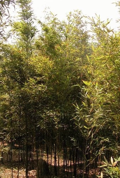 衢县苦竹图册_360百科