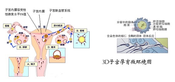 石女图册_360百科