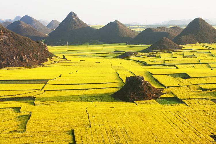 罗平油菜花图册_360百科