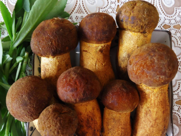 Wild mushrooms