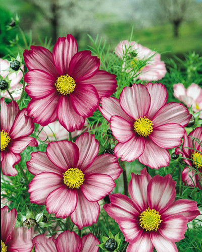 波斯菊图册_360百科