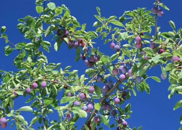 新鲜乌梅长什么样