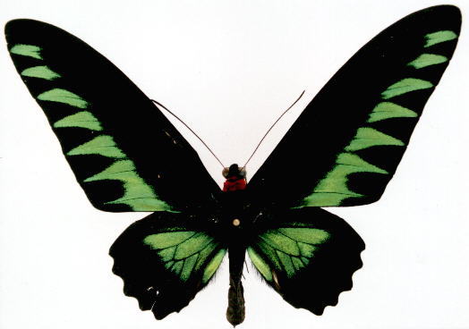 黑格翠叶红颈凤蝶图册_360百科