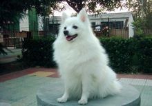 银狐犬图册_360百科