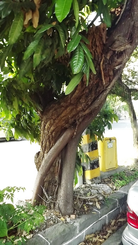 雀榕图册_360百科