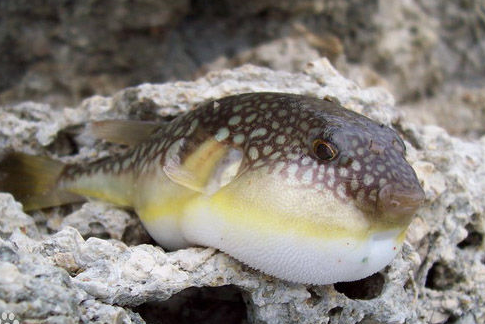 河豚就是大巴鱼吗_360问答