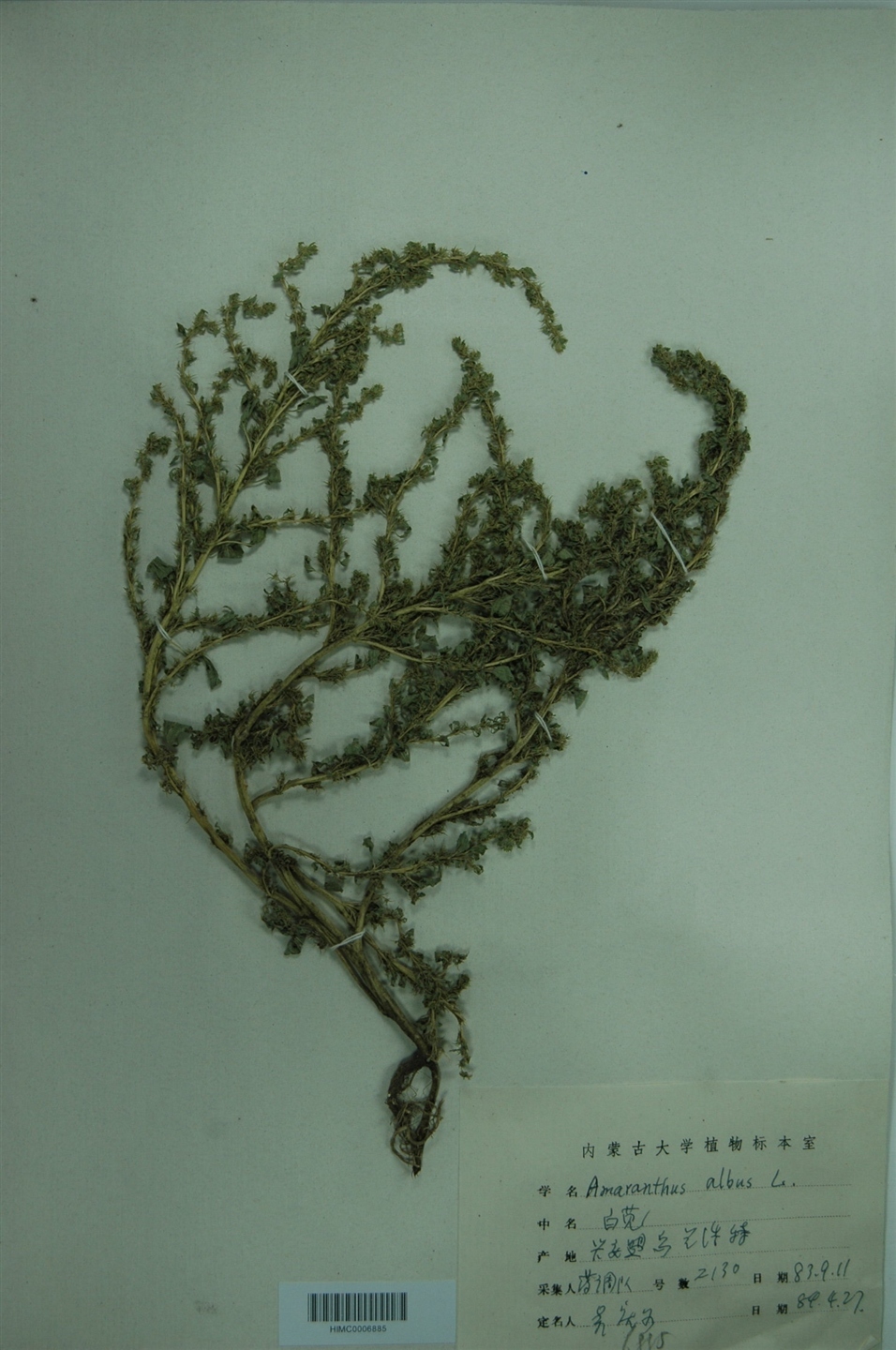 白苋图册_360百科