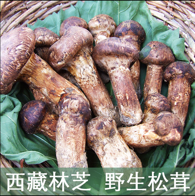 松菌图册_360百科