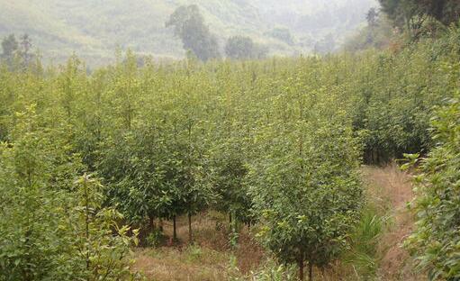闽楠图册_360百科