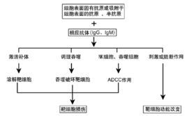 Ⅱ型超敏反应图册_360百科