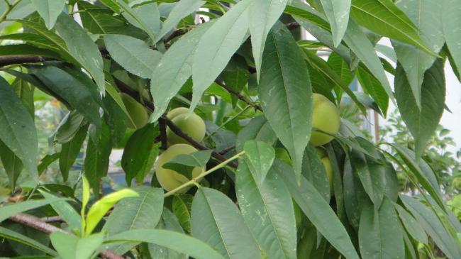 桃叶图册_360百科